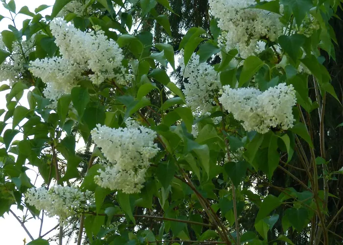 戈德堡住宿加早餐旅馆