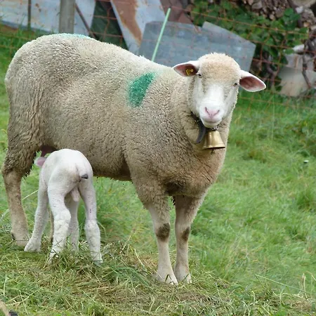 فندق مبيت وإفطار Goldberg Schmerikon