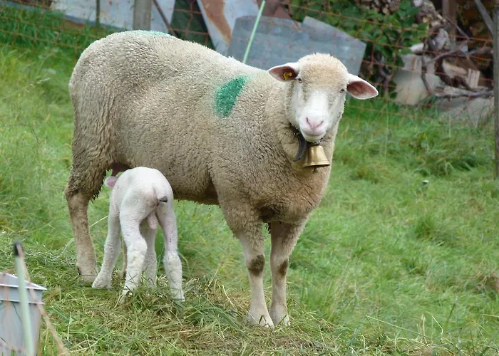 Bed & Breakfast Goldberg Schmerikon